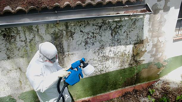 Trusted Mold Inspection service in Shiloh, IL - Cheap Mold Removal
